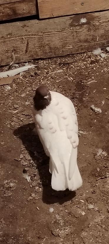 feniks quşu: 12 tuk cilpaq ayaq qirmizi baw maya war kimi oynaqi var . unvan — 3