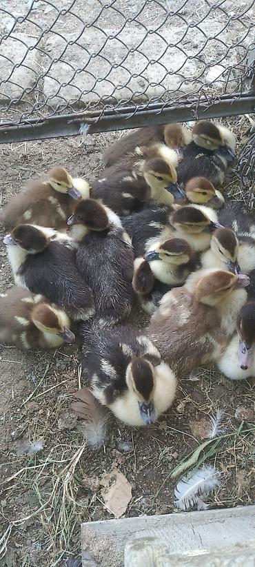 pekin ordəkləri: Muscovy ördək balaları (indooutka) – müxtəlif rənglərdə - Növ — 1