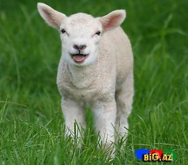Qoyunlar, qoçlar: Ağ rəngli quzu yunu satılır yuyulmuyub qiymət razilaşma yolu ilə — 1