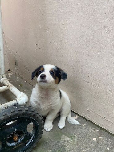 İtlər: 2 ay, Ünvandan götürmə — 9