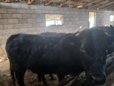 Коровы, быки: Продаю | Бык (самец) | На откорм | Привязанные — 12
