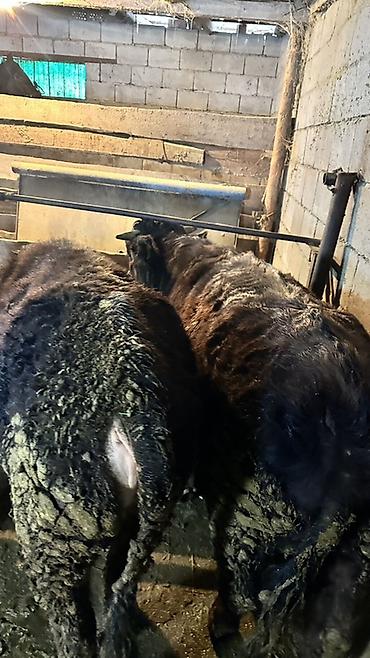 Коровы, быки: Продаю | Бык (самец) | Полукровка | На откорм | Привязанные — 5