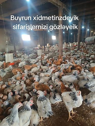 brolyer: Toyuq, Damazlıq — 1