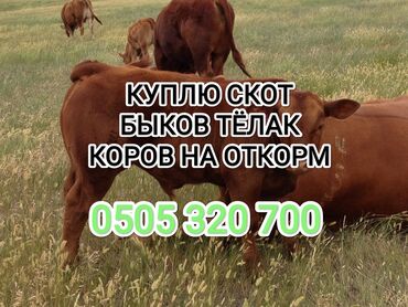 кормушка для коров: Куплю | Коровы, быки, Лошади, кони | На откорм, Откормленные, Самовывоз