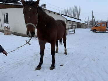 продаю бычки герофорды: Продаю | Жеребец | Полукровка | Для разведения, Рабочий, Конный спорт | Племенные, Осеменитель