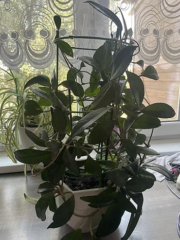 Продаю: Хойя (Hoya)