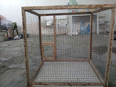 Собаки: Salamun aleykum tutuquşu qəfəsi satılır 60×60 ölçüdə istəyən əlaqə