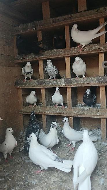 goyercinler: Salam qiymətdə razılaşma olacağ xaricə getdiyim üçün təcilli satılır — 5