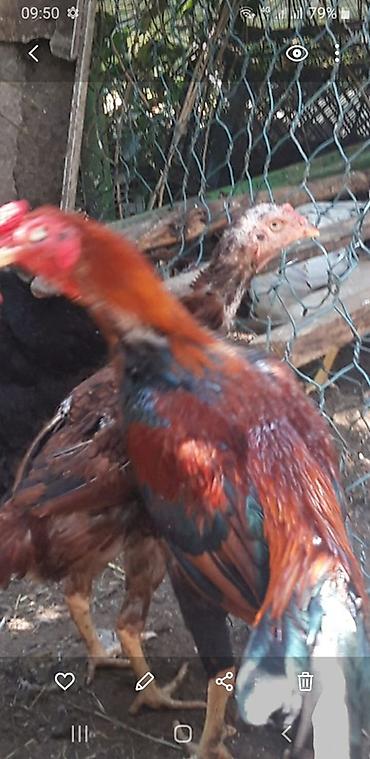 Куры: Məhsul: Ev təsərrüfatı üçün yerli toyuqlar (qarışıq xoruz son qiymetdı — 1