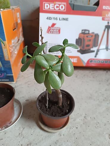 Диффенбахии: Диффенбахия и денежное дерево (толстянка) в горшках Что предлагается — 6