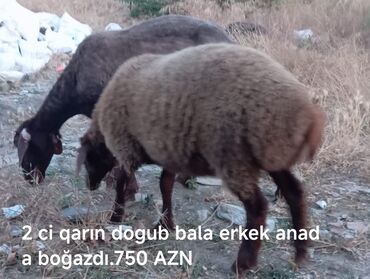 Quzu: Quzu, Erkək, Qala, ay: 6, 1 kq, Damazlıq, Ünvandan götürmə