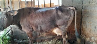 трава для животных: Продаю | Корова (самка) | Швицкая | Для разведения, Для молока | Искусственник