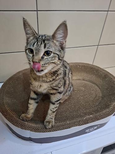 Коврики для мышки: Отдам даром в добрые руки мальчика,азиатский табби 8 месяцев, к лотку — 1