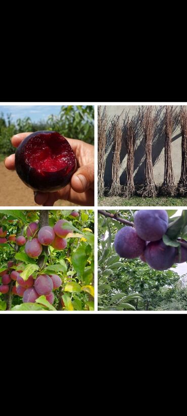 Tinglər: Məhsul: Şaftalı və nektarin tingləri, həmçinin məhsul nümunələri - — 9