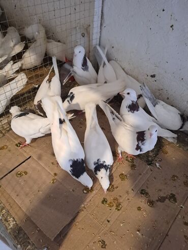 Göyərçinlər: Məhsul: Bəzək və uçuş üçün göyərçinlər Təsvir: - Növ — 5