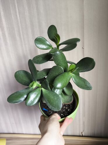 Драцены и Сансевиерии: Разные комнатные растения. Чтобы узнать стоимость конкретного растения at lalafo.kg — 3 Драцены и Сансевиерии: Разные комнатные растения. Чтобы узнать стоимость конкретного растения — 3