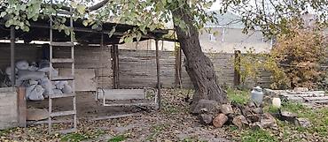 evlər studiya: 36 sot, Kənd təsərrüfatı, Mülkiyyətçi, Kupça (Çıxarış) — 4