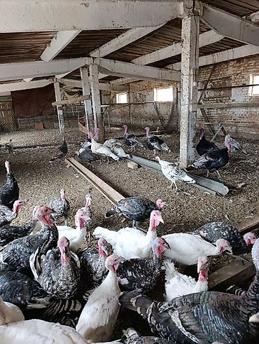 Продажа участков: 68 соток, Для сельского хозяйства, Красная книга — 6