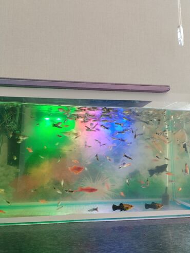 рыбы мальки: Срочно срочно продаю аквариум с всеми комплектациями и жителями