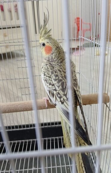 Tutuquşları: Cute hazir erkek ve disi korellar var hazir quslardi balaya qartiya — 9