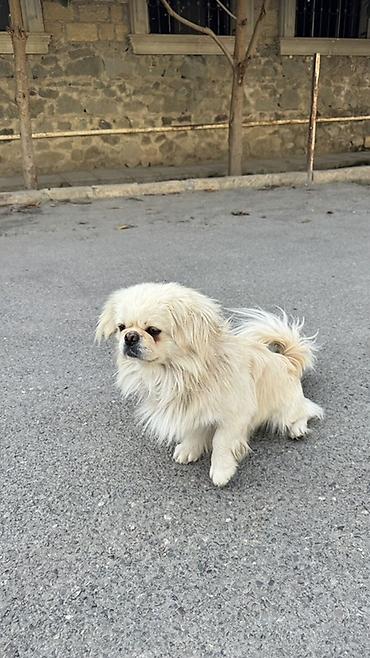 xaski iti haqqinda: Pekines — 2