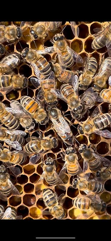 Другие животные: Продается пчела семья 3 расплод+1 (2 закрытый 1 молочный 1 кроюшый) — 9