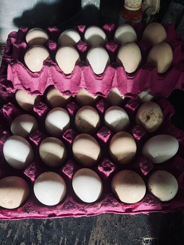 Yumurta: Heyratı yumurtaları satılır Sosyet cinsi fərələrdi — 1