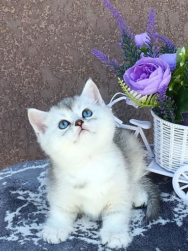 кошка скоттиш фолд цена: Скотиш Фолд (Шотландская вислоухая), 1 месяц, Девочка, Золотая шиншилла, Приучена к лотку, Проглистована — 2