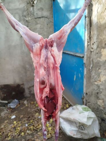 Ət: Dovşan eti halal kesilmiş halal ceki 1 ededi gelir 1k.800q. 1k.500q -da lalafo.az — 44 Ət: Dovşan eti halal kesilmiş halal ceki 1 ededi gelir 1k.800q. 1k.500q — 44