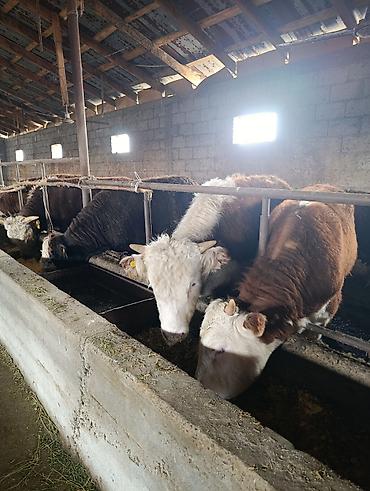 Коровы, быки: Продаю | Бык (самец) | Герефорд | На откорм | Племенные — 3