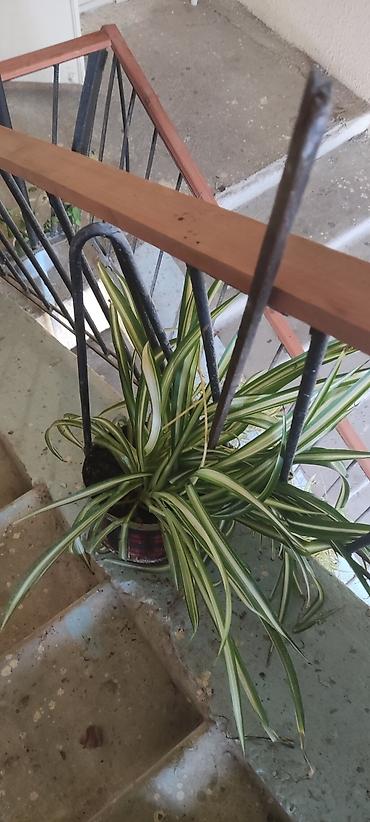 pelarqoniya bitkisi: Otaq bitkisi – Xlorofitum (Spider Plant) - Növ: Xlorofitum comosum — 2