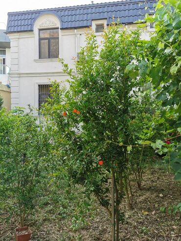 Uzunmüddətli kirayə evlər: 212 kv. m, 4 otaqlı, Kanalizasiya, Kombi, Qaz -da lalafo.az — 15 Uzunmüddətli kirayə evlər: 212 kv. m, 4 otaqlı, Kanalizasiya, Kombi, Qaz — 15