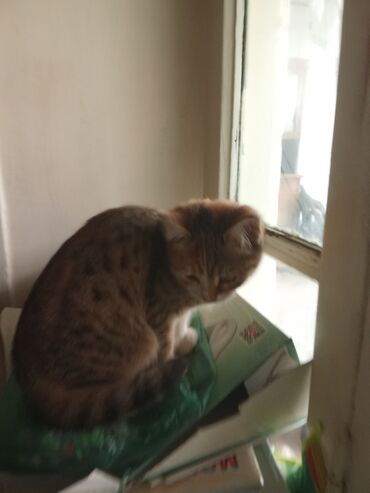 Pişiklər: Yaxşı əllərə — 12