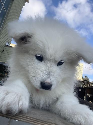 rotveyler balasi: Samoyed — 4