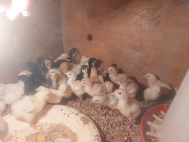 qaşqaldaq quşu: Другие птицы