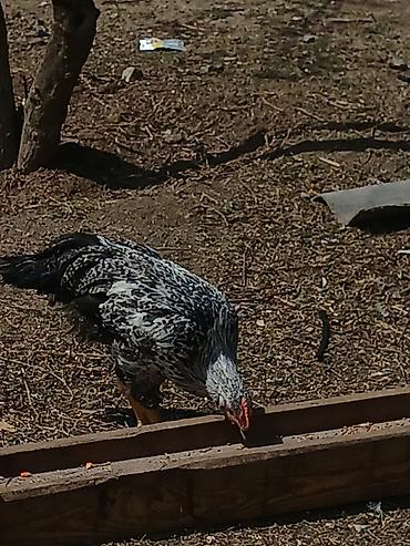 Toyuqlar: ‼️ Təcili Satılır ‼️ 53 ədəd tam sağlam 4.ay yarımlıq colpalar — 6