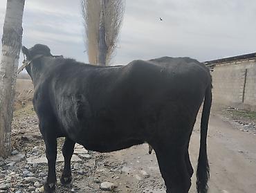Коровы, быки: Продаю | Корова (самка) | Для молока | Привязанные — 7