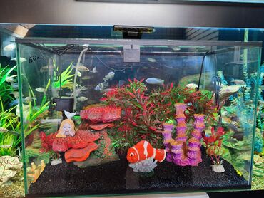 акварюмные рыбы: Аквариум новый с декорациями и оборудованием объём 50 л