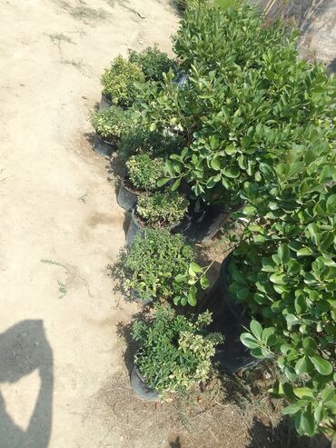 Tinglər: Həmişəyaşıl dekorativ kollar – qablarda - Növ: Euonymus japonicus — 19