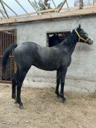 срочно продаю в связи с переездом: Продаю | Жеребенок | Полукровка | Конный спорт | Племенные