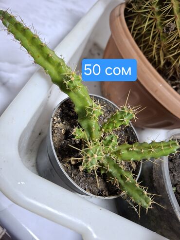 Другие комнатные растения: Продаю адениум — 6