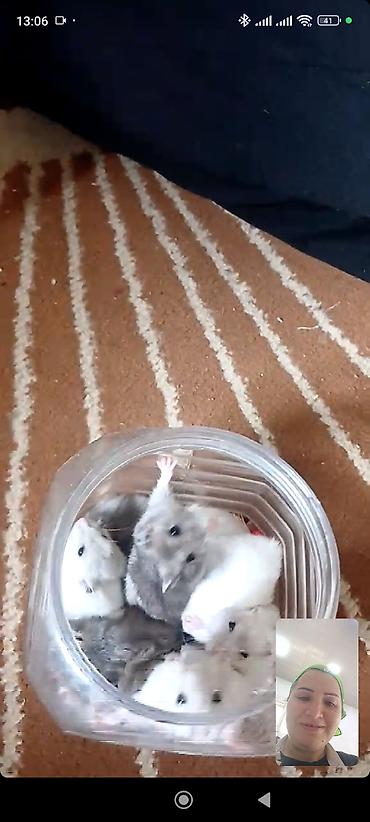 hamster qiymetleri: Hamsterlər – cırtdan növ (cütdən və ya ayrı-ayrılıqda) 30 ədətdi - — 2