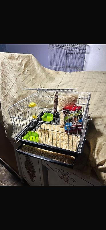 hava kompresoru satilir: Qefes 2 Yem qabi 1 su Qabi 1 paçka Apilka Toplam 70 azn 500 gram — 2