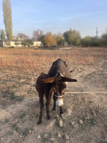 алабай токмок: Осёл с жеребёнком