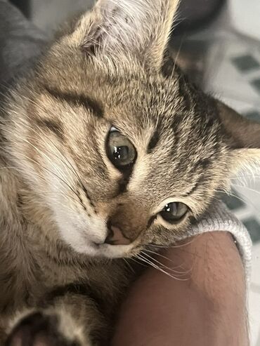 мышык ош: Отдам даром, очень любит человека