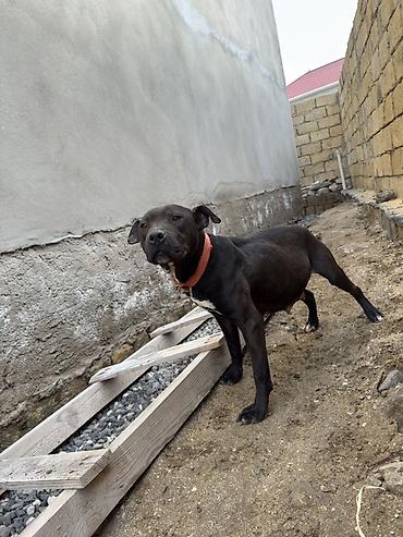 İtlər: Pitbul, 1 il, Dişi, Peyvəndli — 5