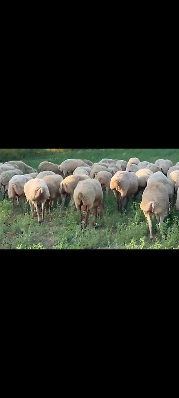 cucə və xoruz: Qoyun sürüsü – ət və yun istehsalı üçün - Növ: Yerli ətlik-yunlu — 1