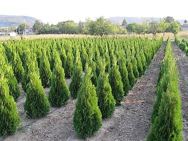 беседка сколько стоит: Туя западная (Thuja occidentalis) для живых изгородей и топиарной — 2