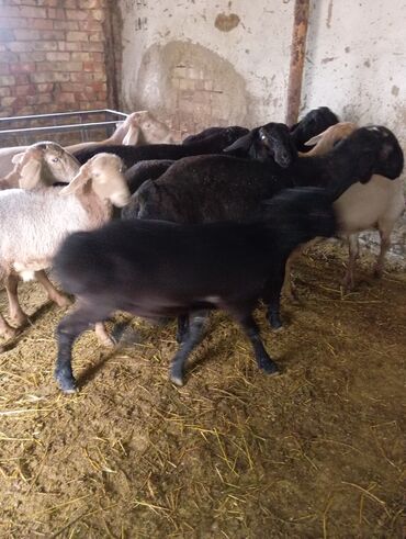 дом для животных: Сатам | Кочкор (эркек) | Гиссар, Аргын, Долан | Союуга, Көбөйтүү үчүн, Жүн үчүн | Асыл тукумдуу