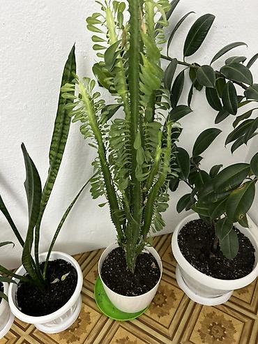 Антуриумы: Комнатные растения в кашпо: 1) Антуриум (Anthurium andreanum) - — 15